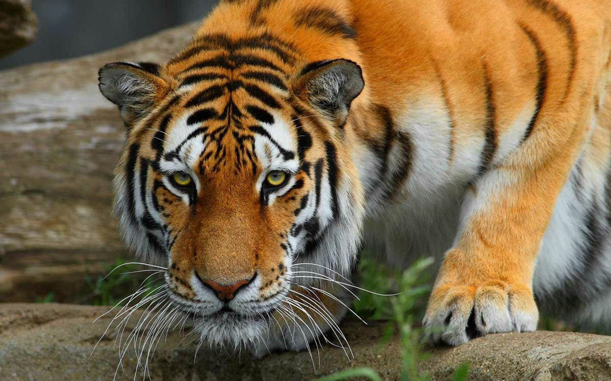 Bengal Tiger Orange Knitting Needle Gauge Metric